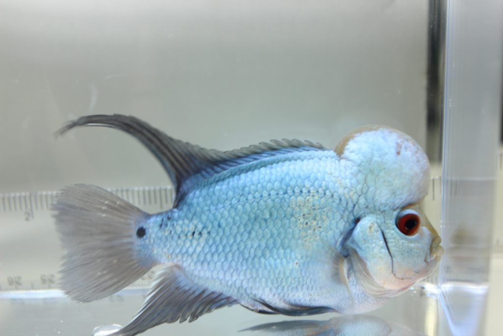 thai-silk-flowerhorn-marine-warehouse-aquarium