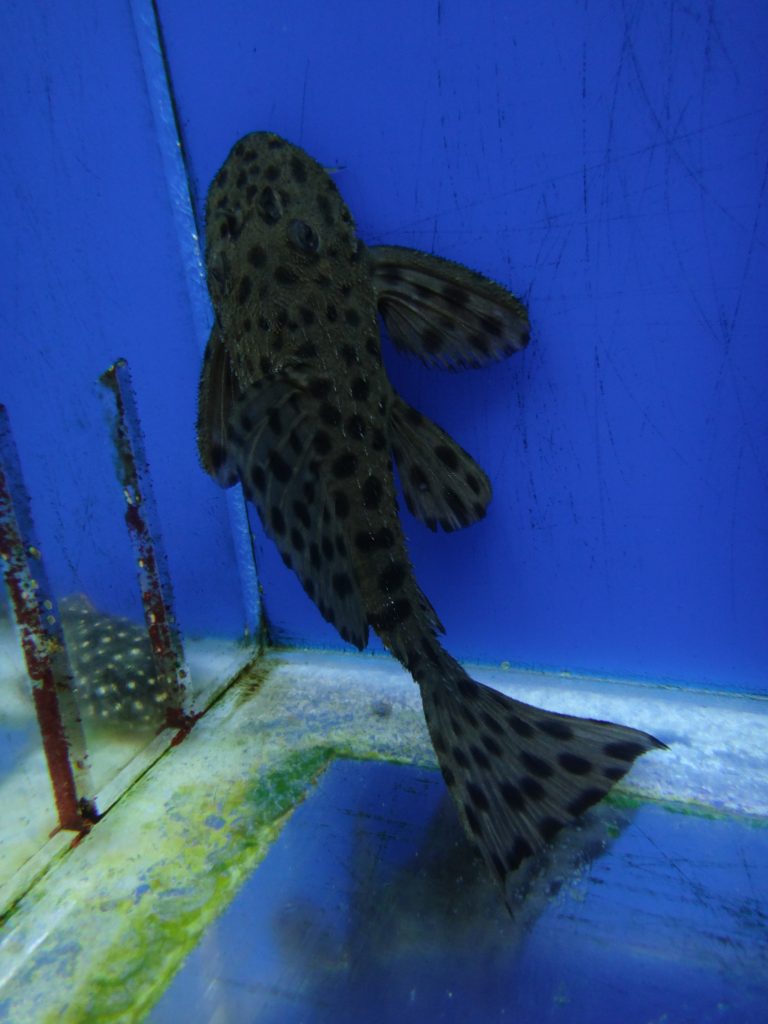 Spiny Monster Pleco - Marine Warehouse Aquarium