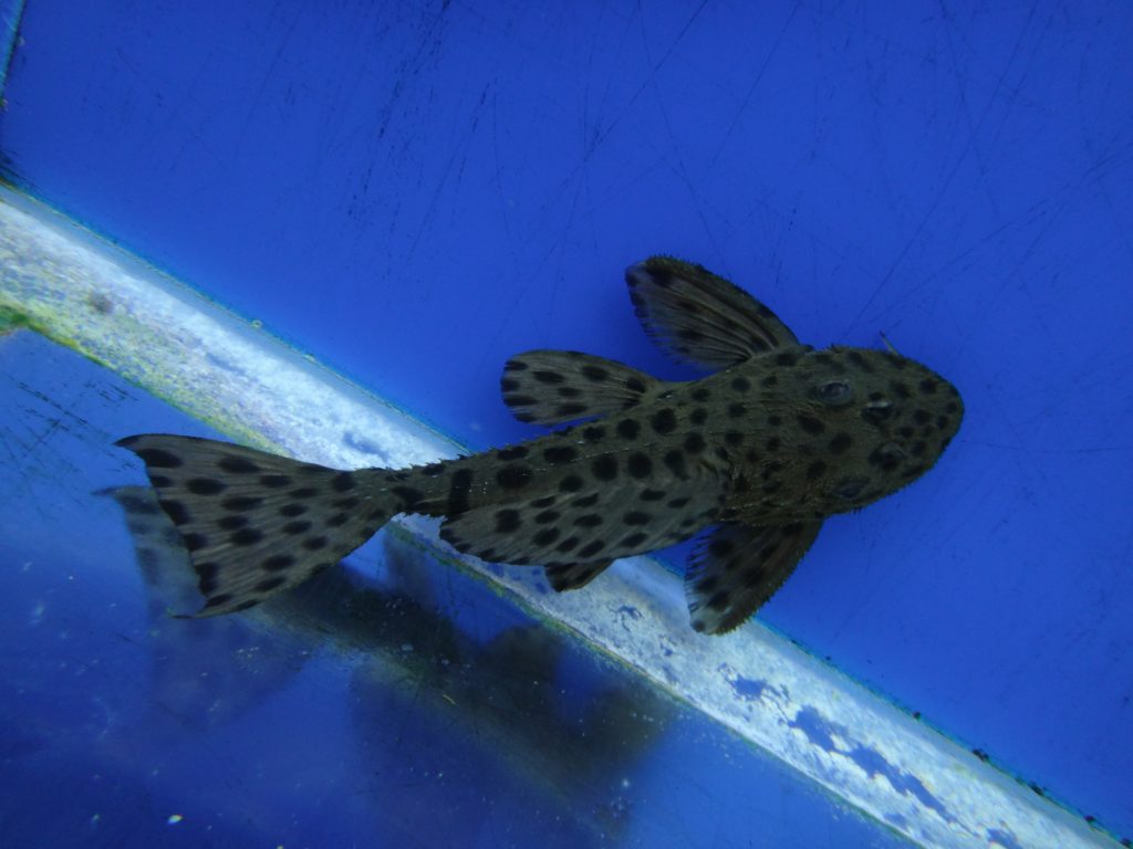 Spiny Monster Pleco - Marine Warehouse Aquarium