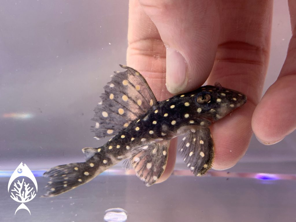 Colombian Snowball Pleco in aquarium