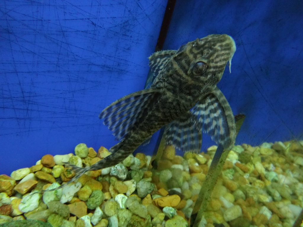 King Tiger Pleco - Marine Warehouse Aquarium