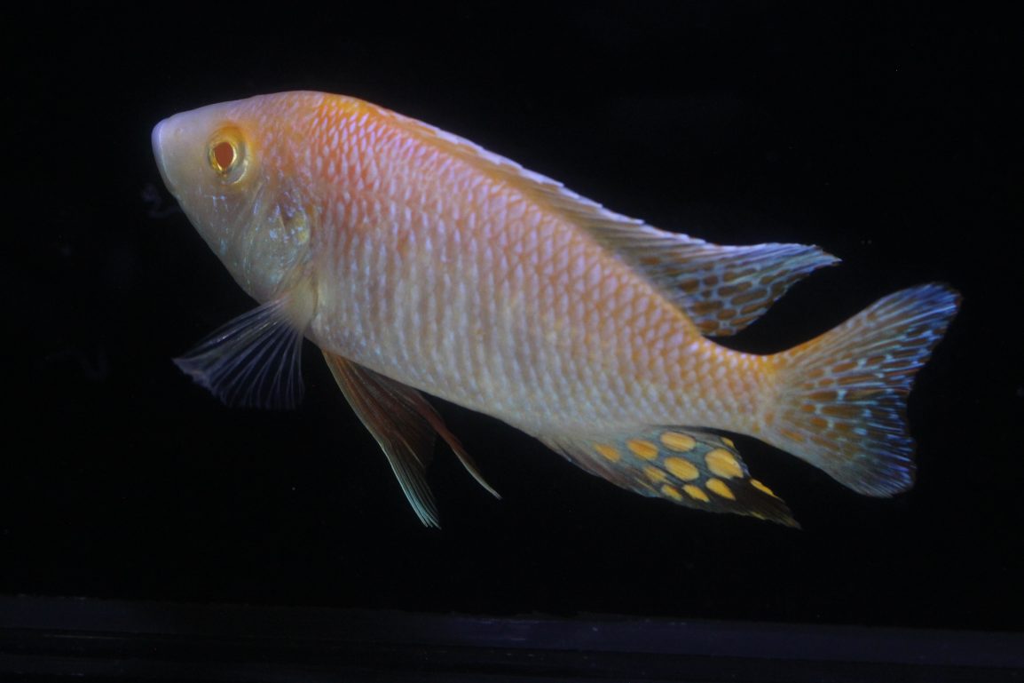 Albino Strawberry Peacock - Marine Warehouse Aquarium