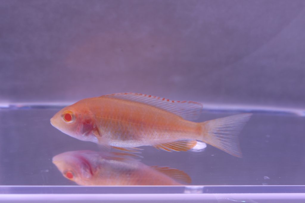 Albino Eureka Jake - Marine Warehouse Aquarium