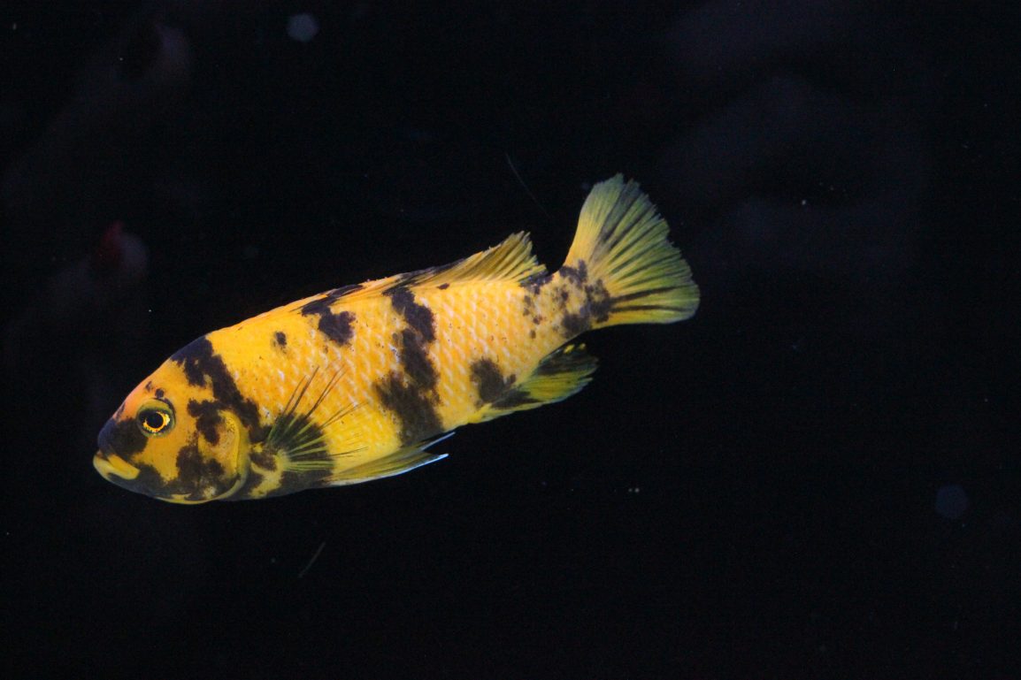 red zebra cichlid plant eating