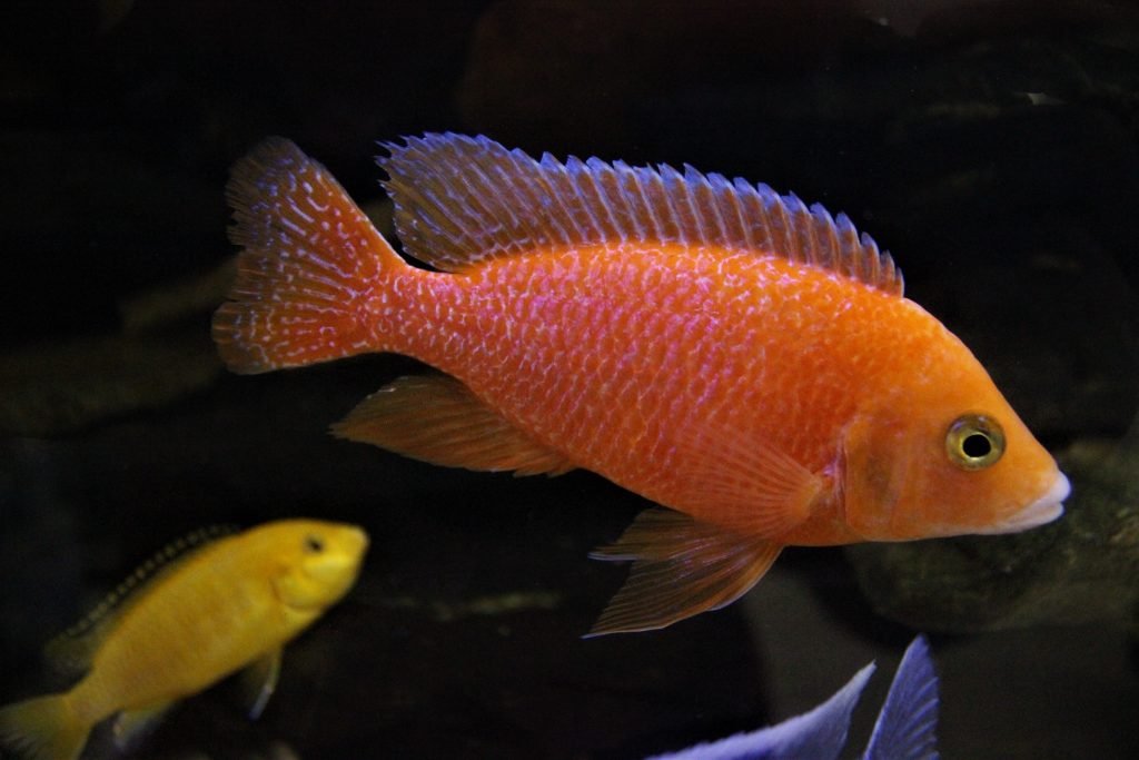 Firefish - Marine Warehouse Aquarium